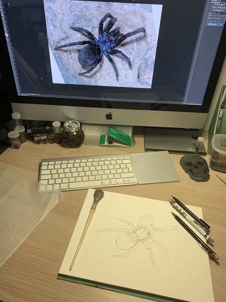 As a point of interest, this pic shows my reference image (cc: @Persian_spiders). This female Sahastata amethystina has lost everything below the patella of her frontmost left leg so I am improvising and adding in the missing metatarsus & tarsus from imagination.