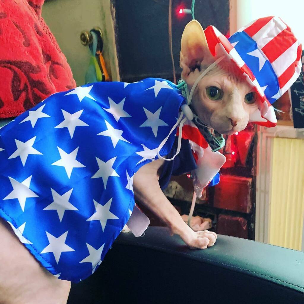 MandaLioness's tweet photo. Happy 4th! #july4th #4thofjuly #fourthofjuly #independenceday #sphynx #sphynxcat #sphynxtagram #sphynxofinstagram #sphynxcatsofinstagram #sphynxcats #sphynxcatsruletheworld #sphynxfamily #sphynxcommunity #sphynxlife #sphynxmom #mintfish #sphynxmama #spoi… https://t.co/B7G9UhYmVG https://t.co/sJCaWxIR6q