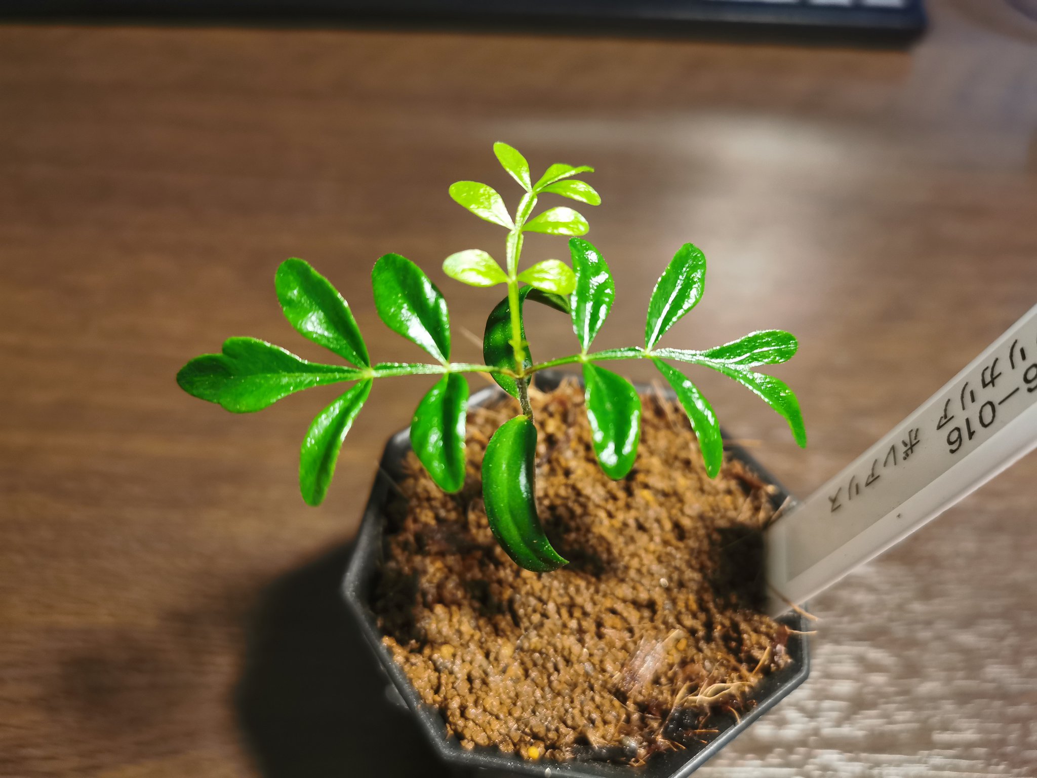 窓辺 Operculicarya Borealis オペルクリカリア ボレアリス実生 友人が実生苗をプレゼントしてくれました かわいいですね W 尊い 窓辺 Operculicarya Borealis オペルクリカリア ボレアリス実生 友人が実生苗をプレゼントしてくれました かわいいですね W 尊い