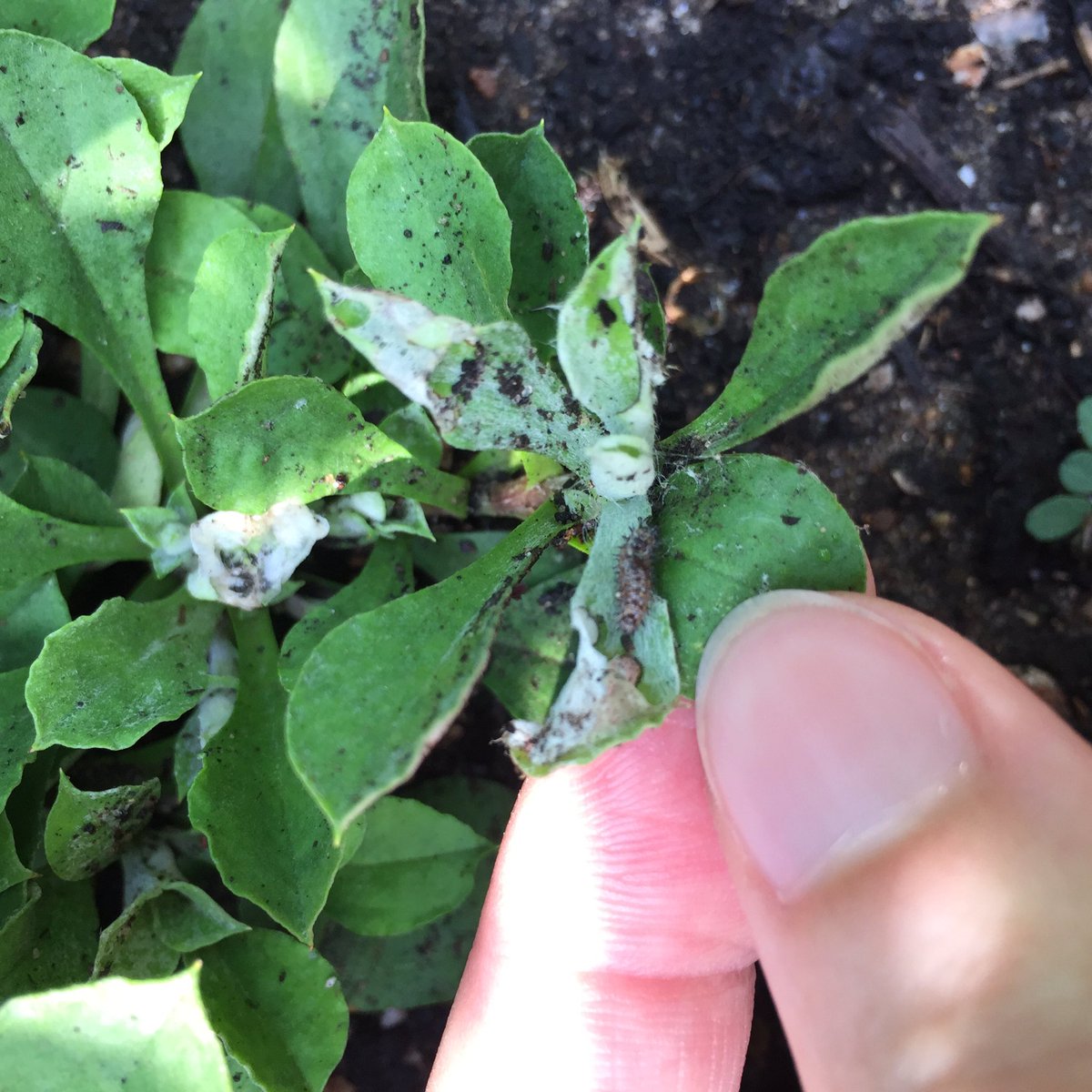 dfastback68's tweet photo. When you find American Ladies in your field pussytoes 😳
(Out of context #bugmom things) https://t.co/GzJtBTkMAd