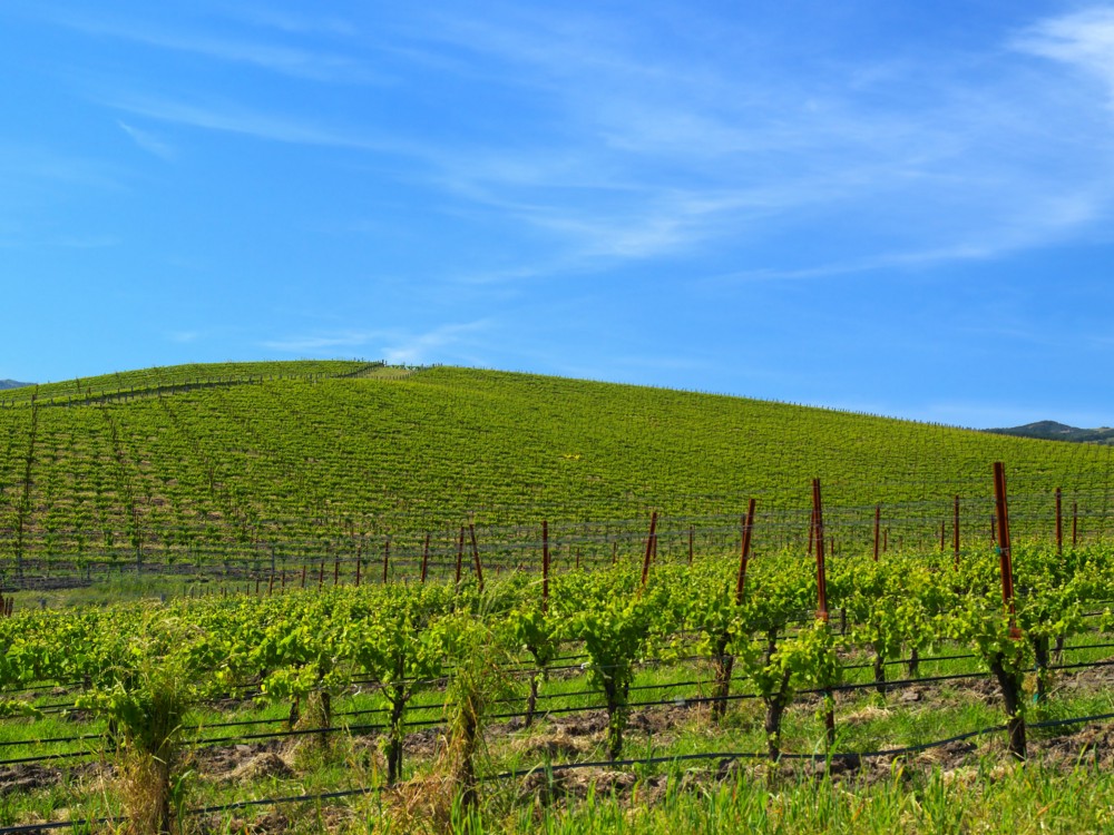 Vinarquia's tweet photo. ¿Sabías que el famoso fondo de pantalla de Windows XP está en Napa Valley y ahora es un viñedo? https://t.co/6DT8WF1KbF