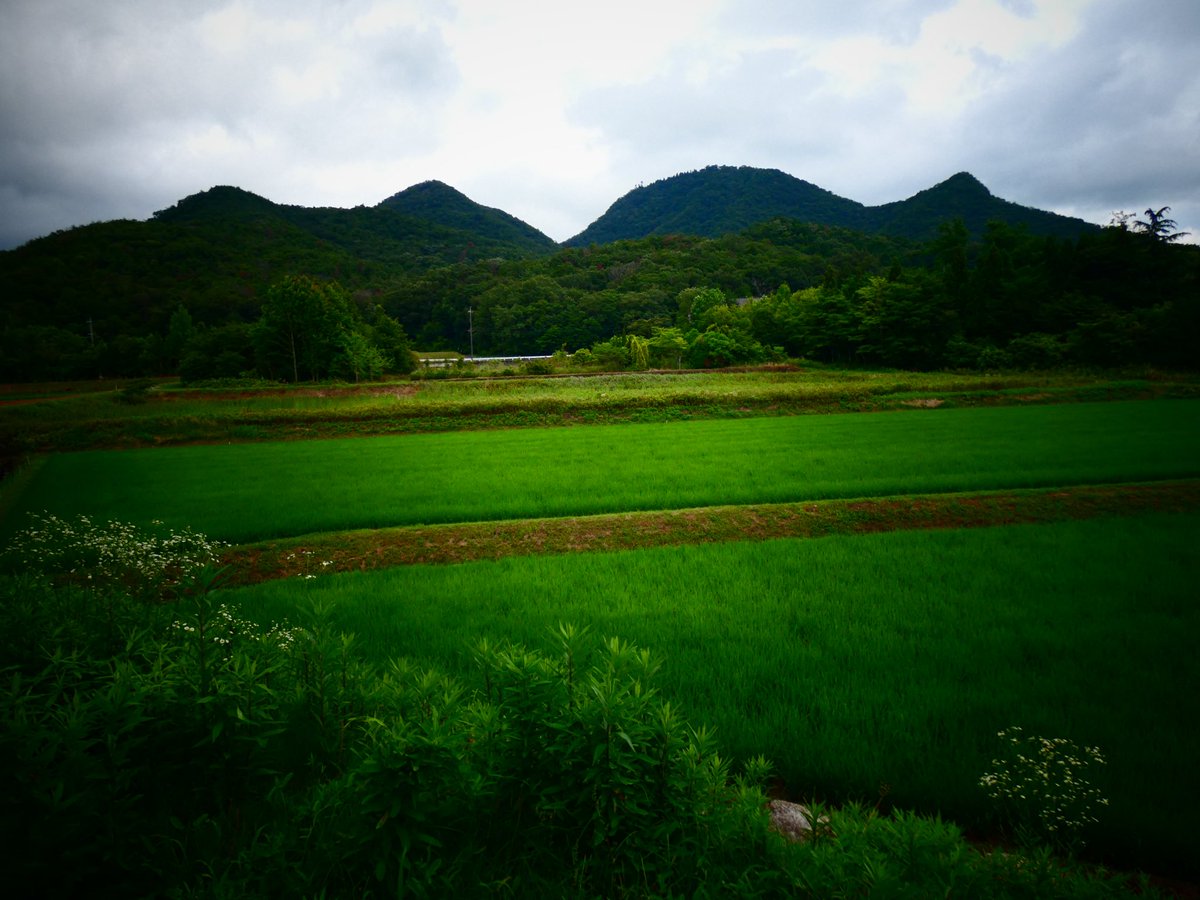 cobng's tweet photo. (o´∀`o)ﾉ .•*¨おはよう*•.¸¸♬ございます。

今朝の里山
今日も雨は小休止かな。

気分転換に美容室へ行きます。
楽しい休日になりますように。 https://t.co/o8eAshjSnI