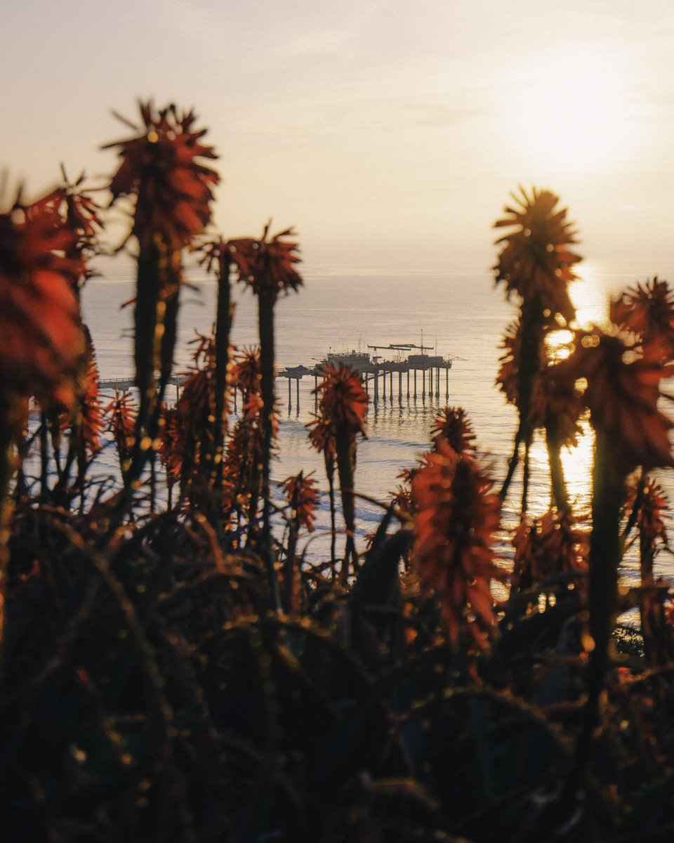 gorgeous_pix's tweet photo. Aloe bloom above Scripps Pier. From u/ryxnlevy on /r/mostbeautiful #scrippspier #aloebloom #mostbeautiful https://t.co/p8rraPYHhN