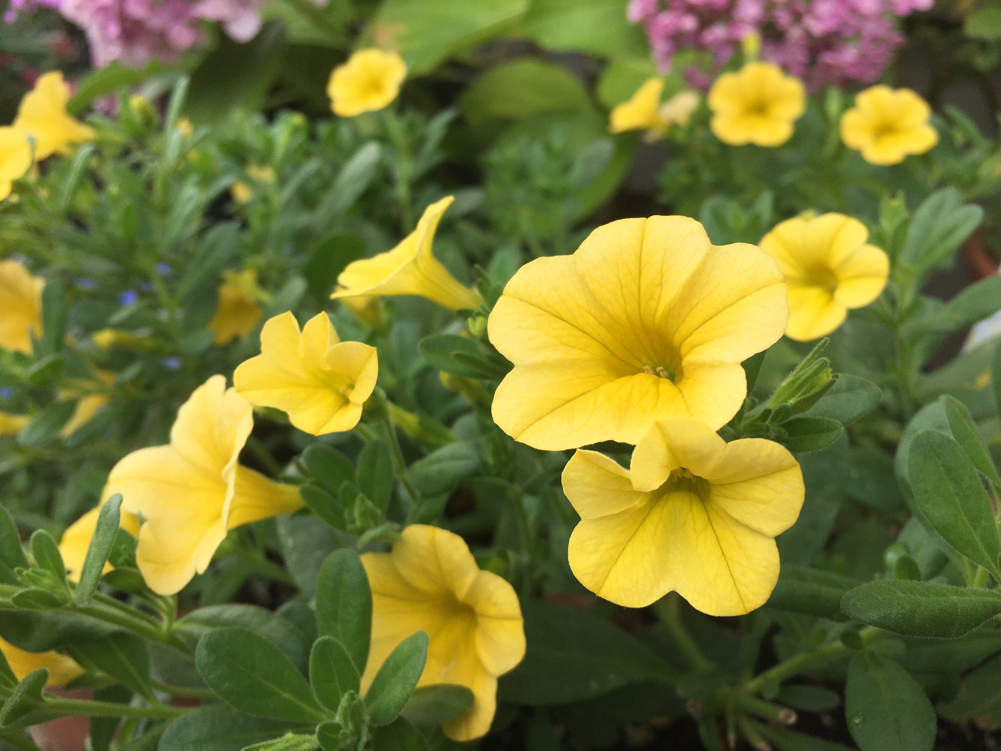 Jjponta Flower ミリオンベル Tlを花でいっぱいにしよう 花言葉 あなたといると心がなごむ 自然な心 T Co Imo5y7jskl Twitter