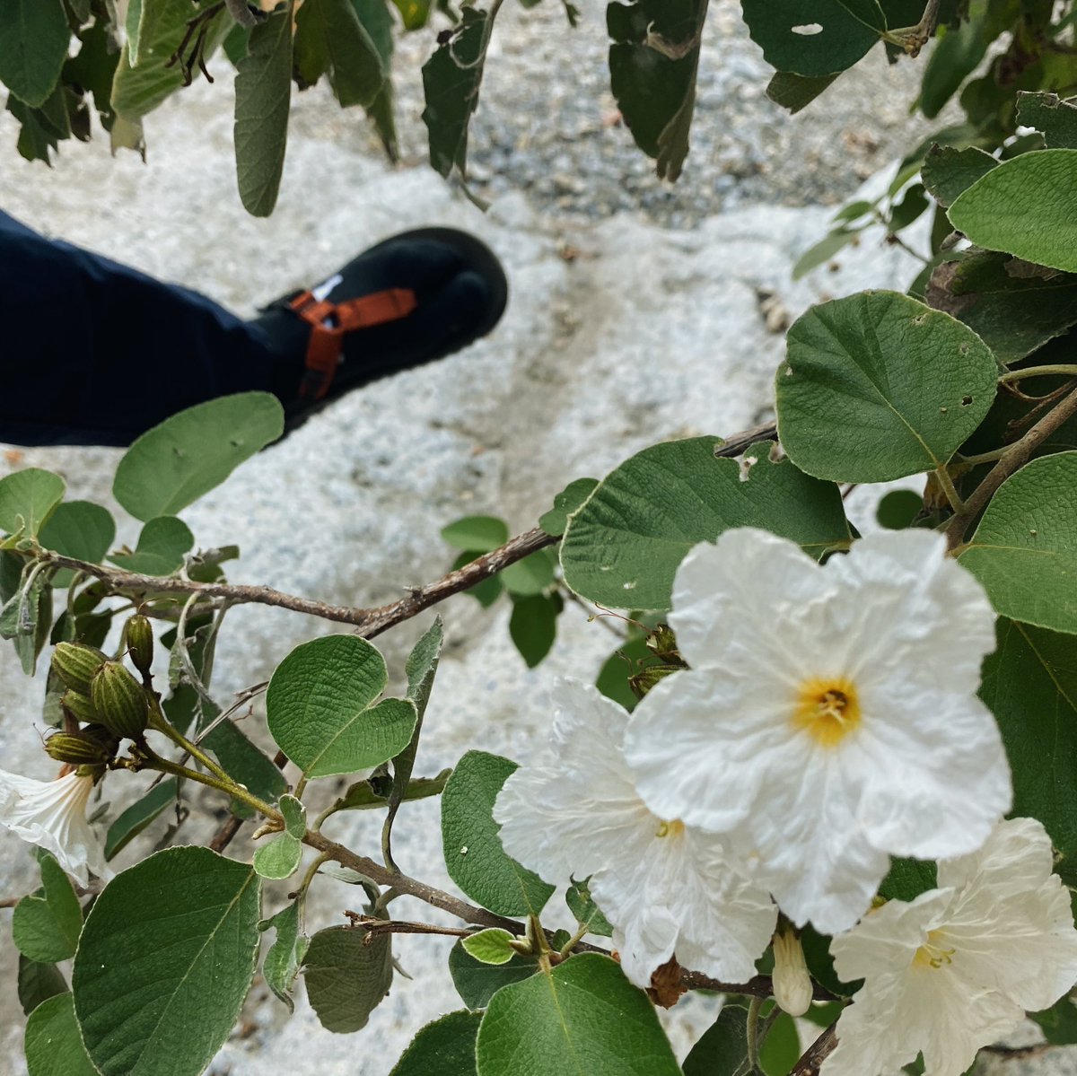 _KarlaVelazquez's tweet image. 🥬🔍