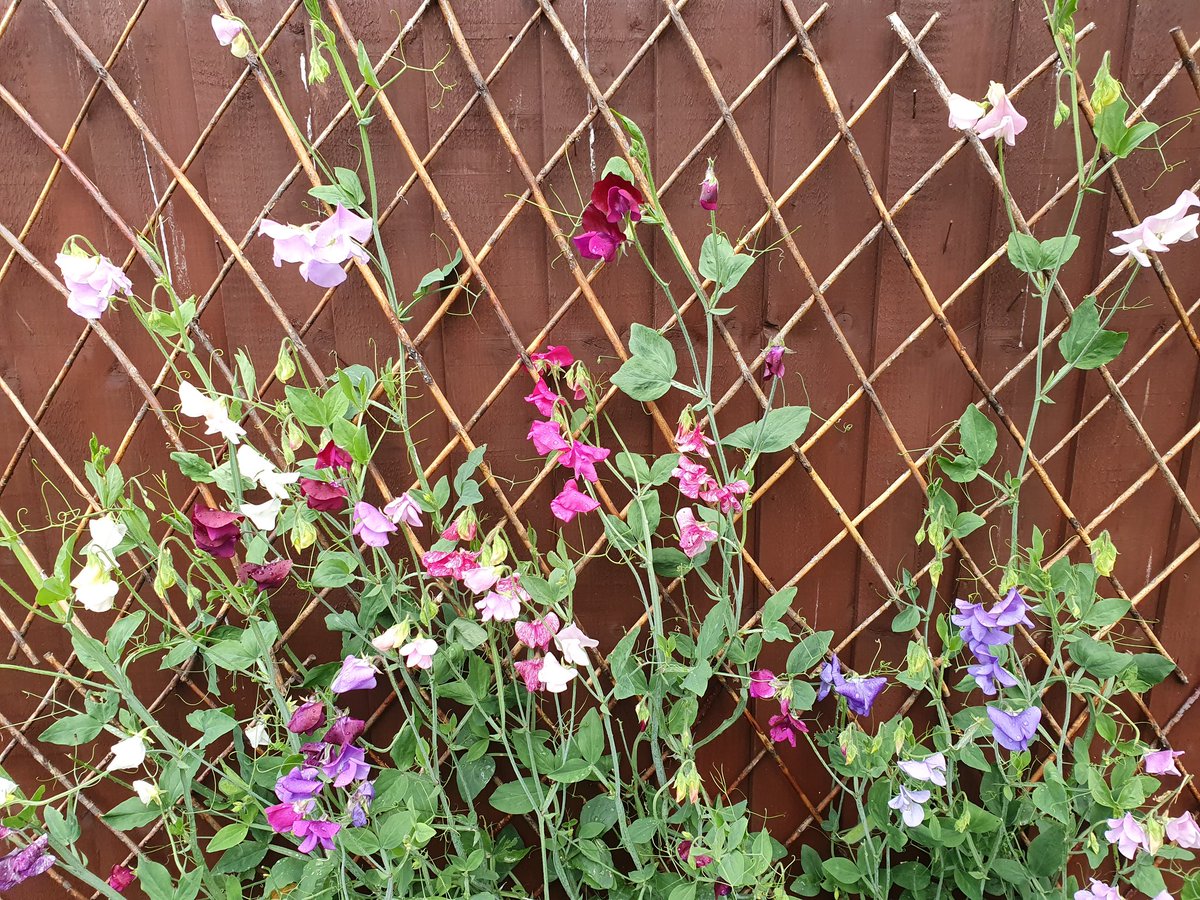 Helen Kerfoot tweet media