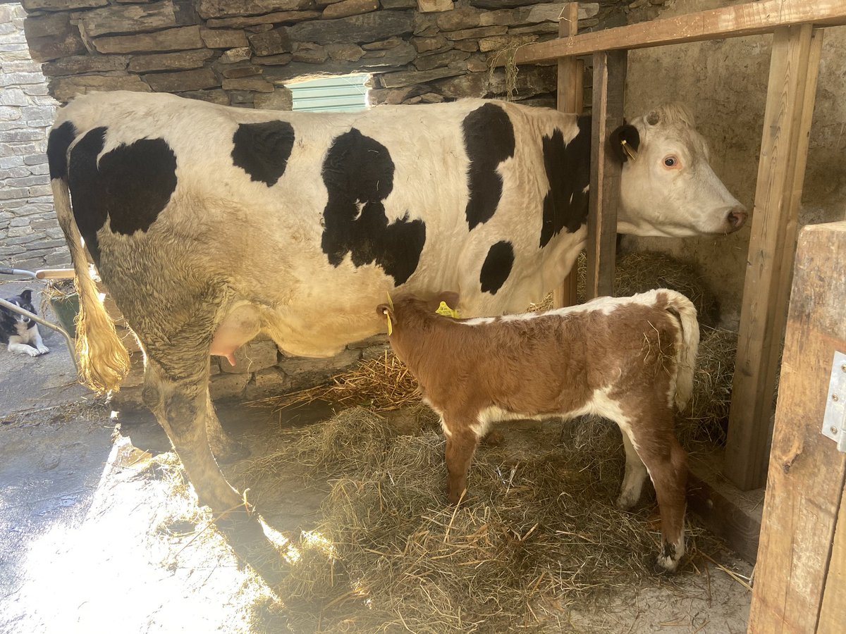 During lockdown we restored this cow stall.. our Podpàirc families are enjoying seeing the cow being milked!