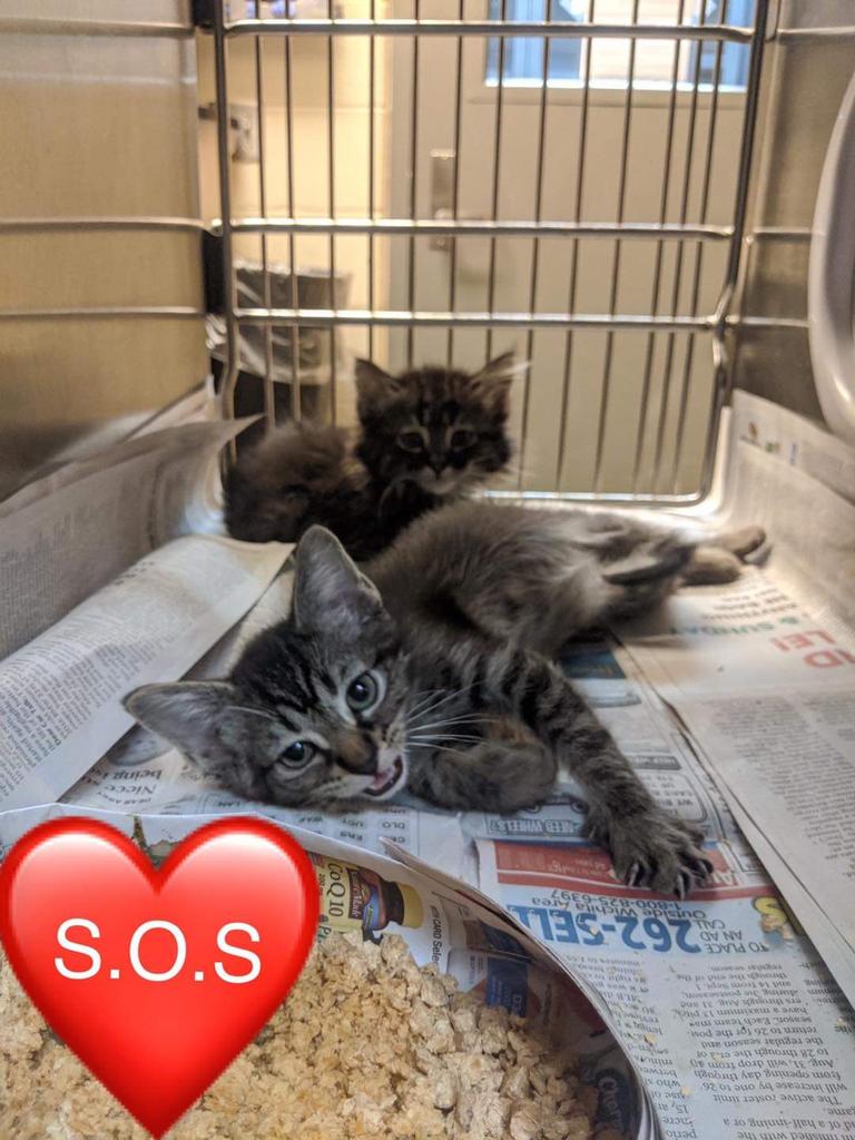 rburt4cats's tweet photo. 2 #Kittens & another 4 in different cages besides them at #WichitaKS ANIMAL SHELTER, #Kansas.
https://t.co/7OR9QA27rU https://t.co/iesmWjzFcZ