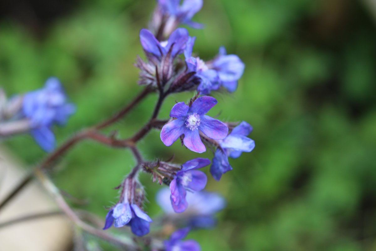There are three plants in my back yard that a female Anna's hummingbird just showed me that she likes. She loves this Italian bugloss. She went to every flower on this plant. Plants in the borage family tend to refill quickly with nectar, so they get visited multiple times a day.