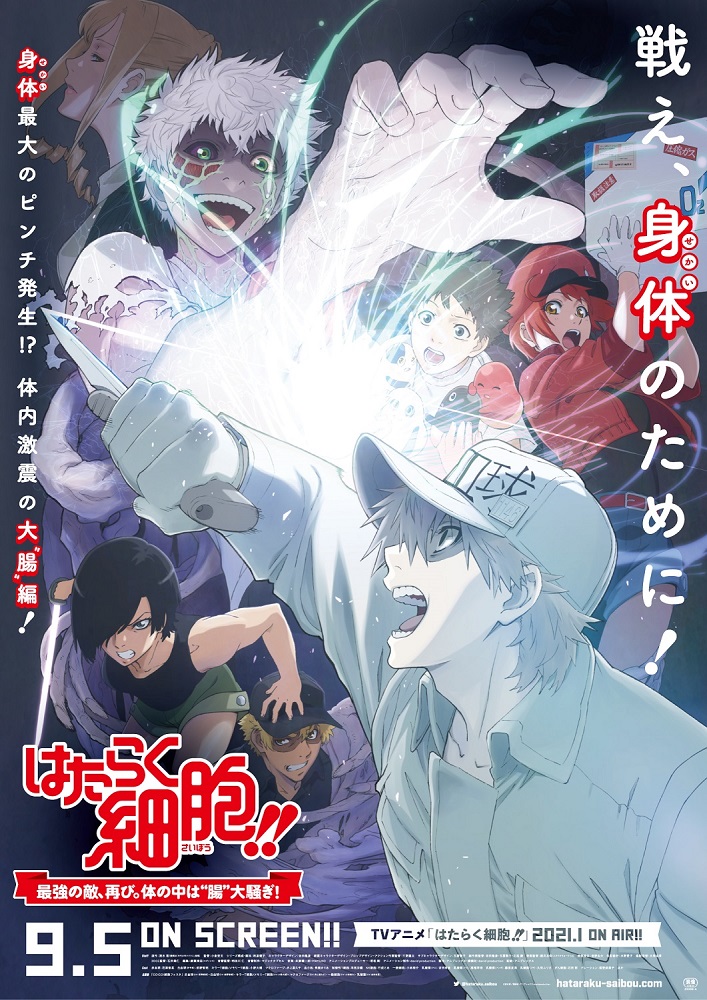 DVD Anime Hataraku Saibou (Cells At Work!) Season 2 + BLACK (1-21