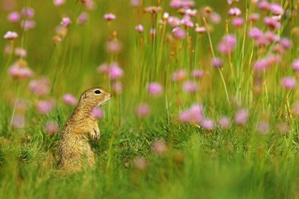 Naturephots's tweet photo. https://t.co/OFU60TB3L2