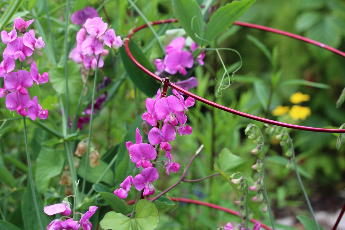 She'll get a little top-up of nectar from the perennials sweet peas and perch on the red tomato cage. Then she goes for the honeysuckle, perching on the vines and sucking up that nectar like crazy.