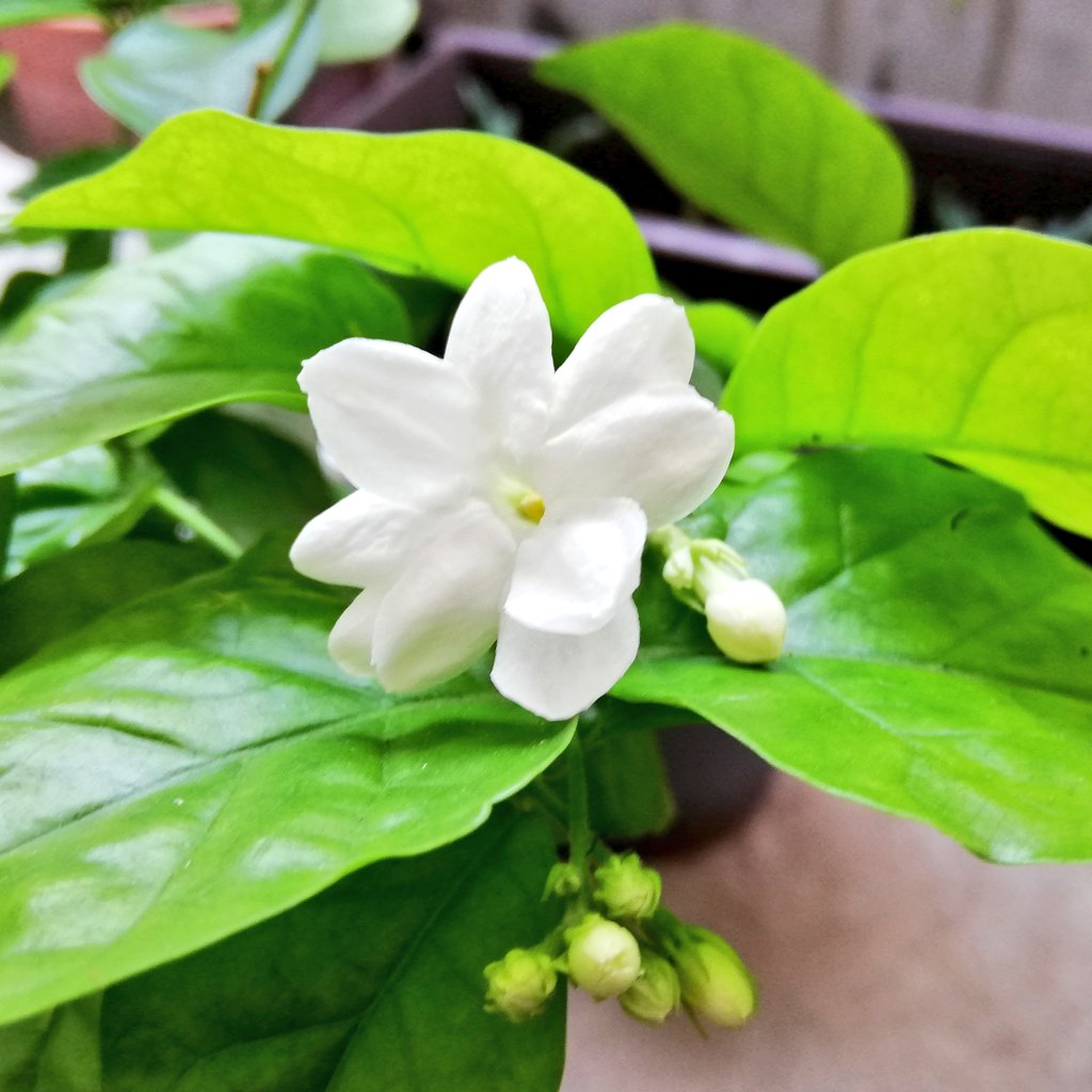 マツリカ Trsene V Twitter