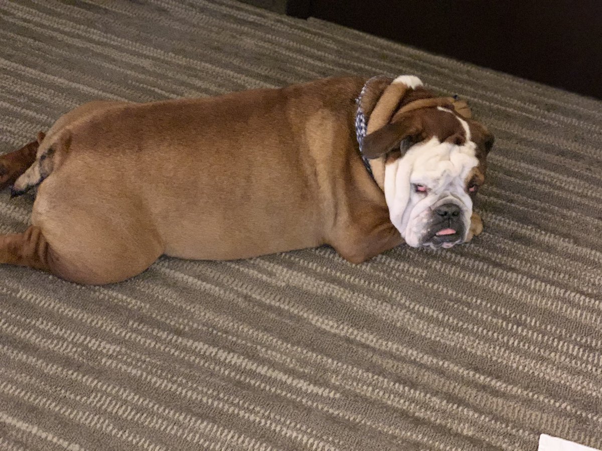 AKCHercules's tweet photo. @RoscoeLonestar Worst photo shopped job ebber! That was taken at the Memphis Hyatt Place we stayed at. Great sofas too. #BullyBash2020 https://t.co/6aaYZRRoYr