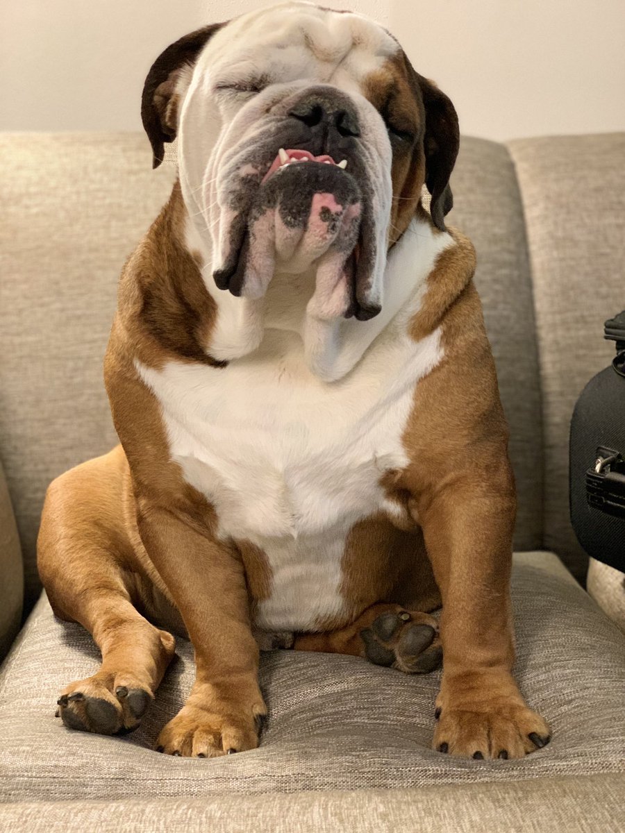 AKCHercules's tweet photo. @RoscoeLonestar Worst photo shopped job ebber! That was taken at the Memphis Hyatt Place we stayed at. Great sofas too. #BullyBash2020 https://t.co/6aaYZRRoYr