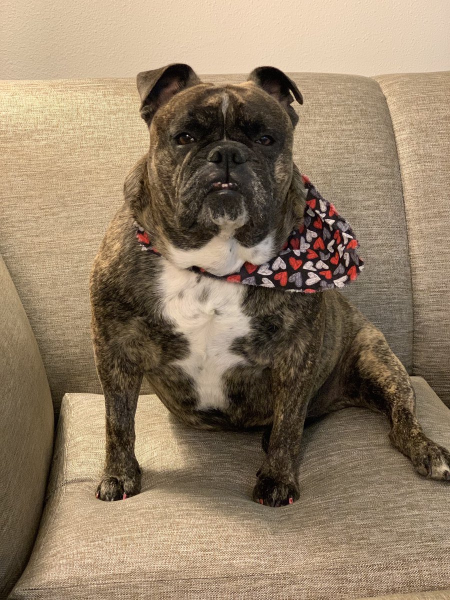 AKCHercules's tweet photo. @RoscoeLonestar Worst photo shopped job ebber! That was taken at the Memphis Hyatt Place we stayed at. Great sofas too. #BullyBash2020 https://t.co/6aaYZRRoYr