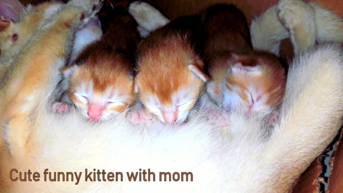 MeowMoeDotCom's tweet photo. Newborn #Cute #Kittens cuddly playing moments | ...
 
#Cats #Cat #Kittens #Kitten #Kitty #Pets #Pet #Meow #Moe #CuteCats #CuteCat #CuteKittens #CuteKitten #MeowMoe #CatMom #CatYawning #CatsAndKittens #Chatons #CuddleKitten #CuddlyKittens
 
https://t.co/aHOvwor0d9 https://t.co/vw1Y45jQFv