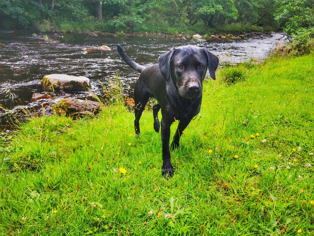 Radley....
#gundogsoftwitter