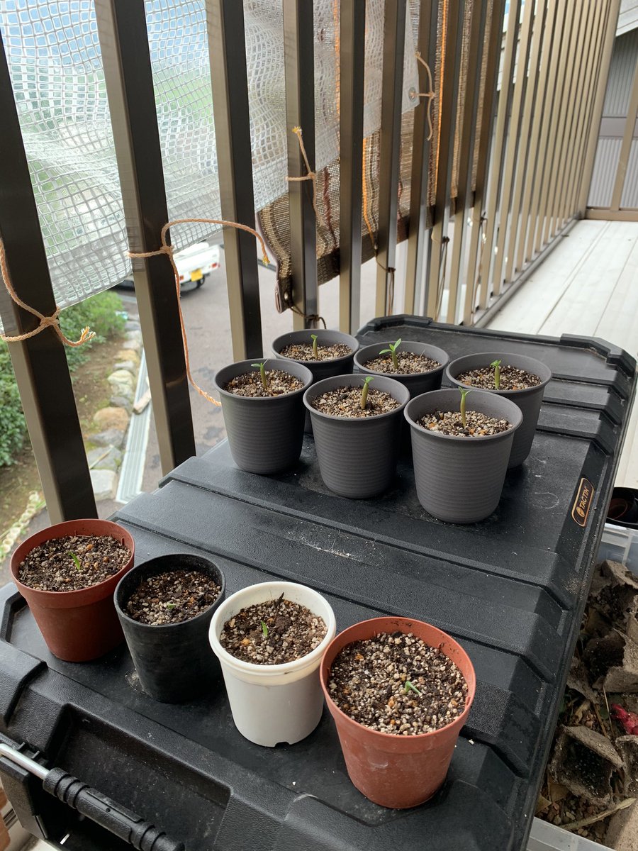 エミール おはようございます アデニウム アガベの播種から17日 スクスクと成長中 エコポットに播種した方は鉢に植え替えたのだけど 明らかに種まきハウスに植えたままの株の方が育ちが良い アガベは成長があまり見られず不安