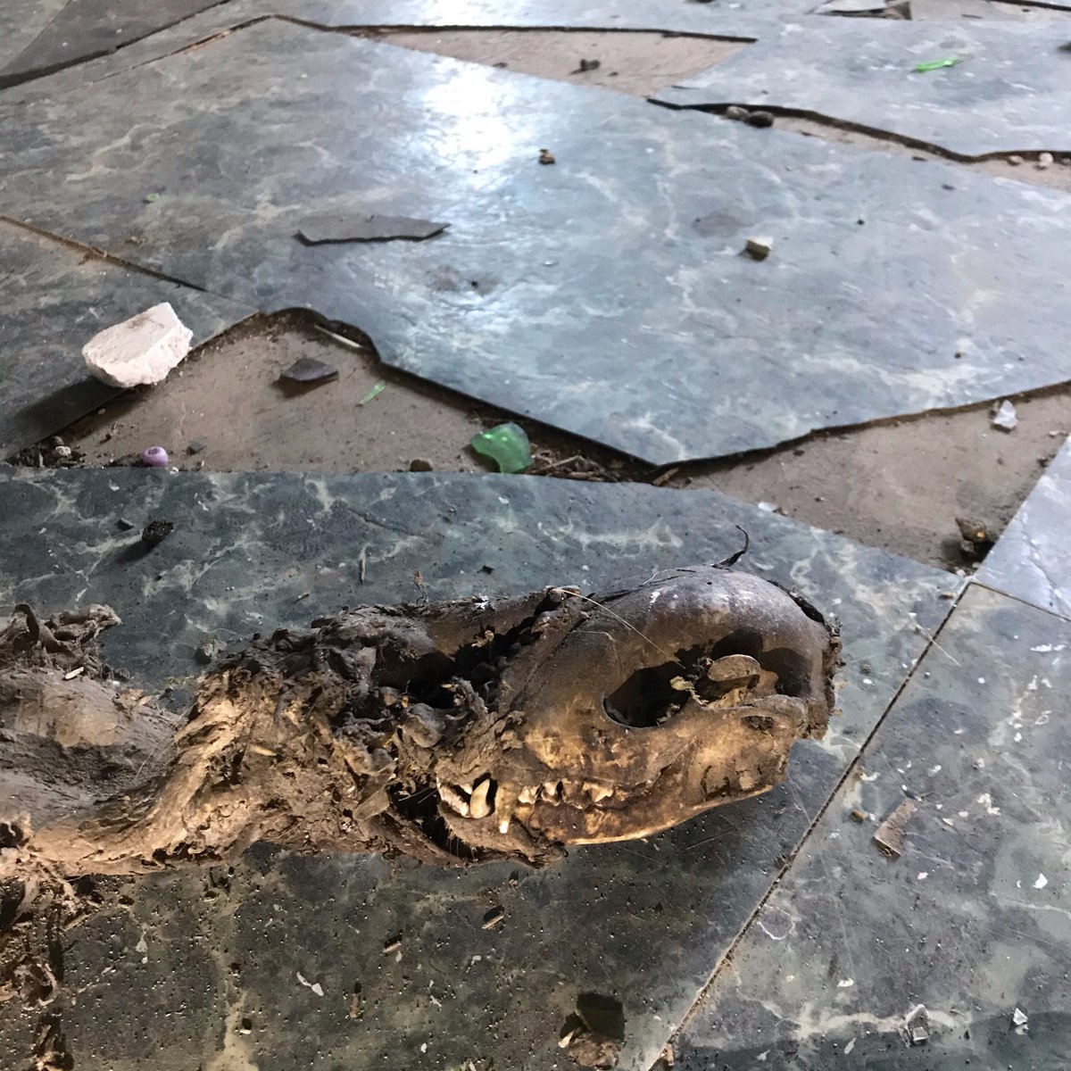 RecklessAdvent2's tweet photo. We found a number of animal carcasses on our latest explore, it was a little disturbing, but highly interesting to see. We called this spot Animal Crossing for obvious reasons. Despite the tongue-in-cheek name, this house had a really strange feel to it.
https://t.co/cNVg2CuWHe https://t.co/pnbTHMSDjA