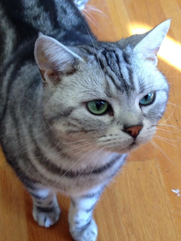 Dijon doesn’t dig peeps spreadin’ fear n’ division on his bday!! Happy 4th everyone!!  🇺🇸🇺🇸🎉🎉💥💥💥🎉🎉🇺🇸🇺🇸