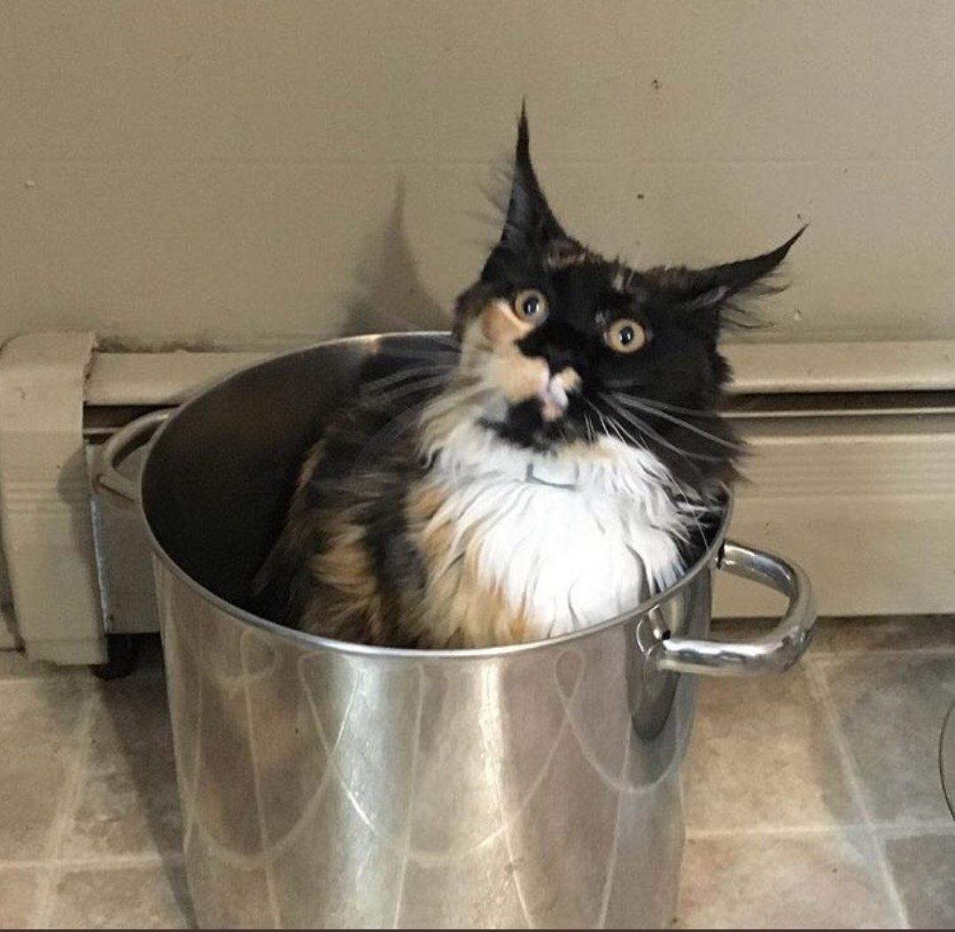 WonkyBearhead's tweet photo. @shiraisinspired Oh, and this picture of @quinnythecat always makes me smile! https://t.co/hRIahhluiE