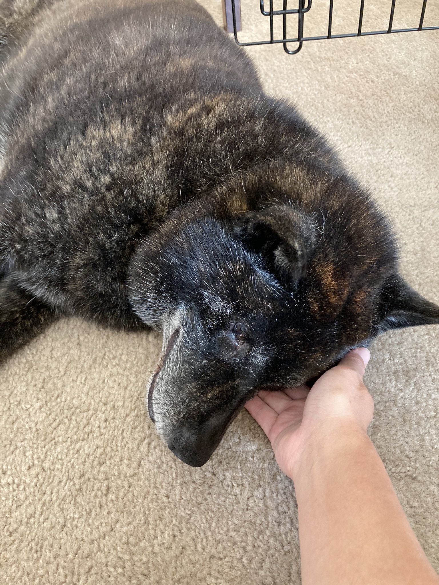 Akino 兄犬 そろそろいい歳なので休日の散歩は先に帰ってお散歩おかわりの妹犬を待っている 妹より毛も深くて暑さにちょっと弱いのだ でもトーチャンと二人の妹にやきもち焼いて拗ねている 甲斐犬 Kaiken Kaidog T Co 2ekvu8gq1t Twitter