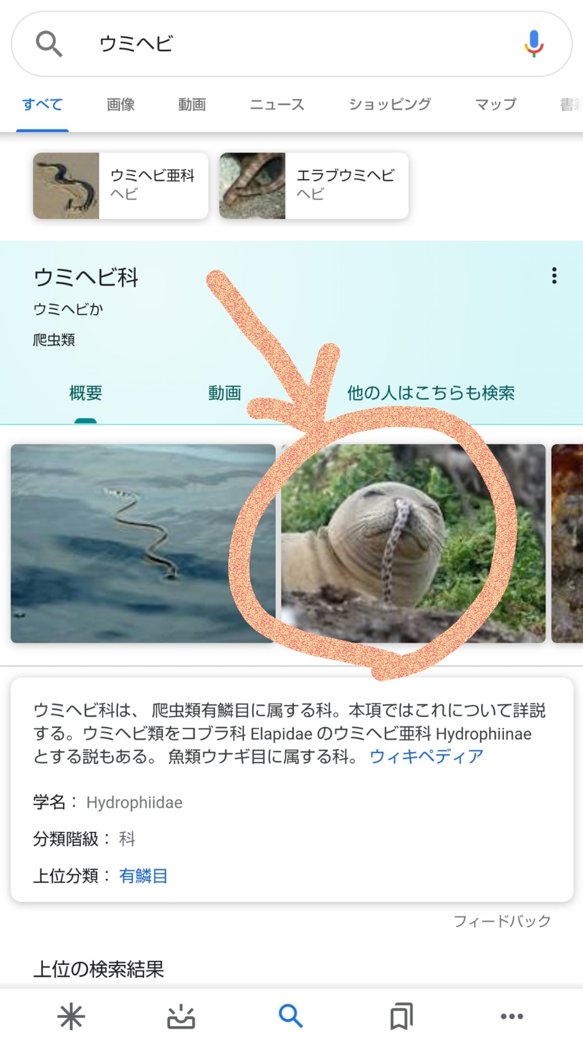 時狗 ウミヘビって検索すると アザラシの鼻に突っ込んじゃったウミヘビ画像出てくるものだから思わず ルークwwwwww って反応しちゃう 笑 好奇心あるっていうし勢いで入ったのかな 種類によってウツボの仲間とコブラの種類になるそうだから色々妄想し