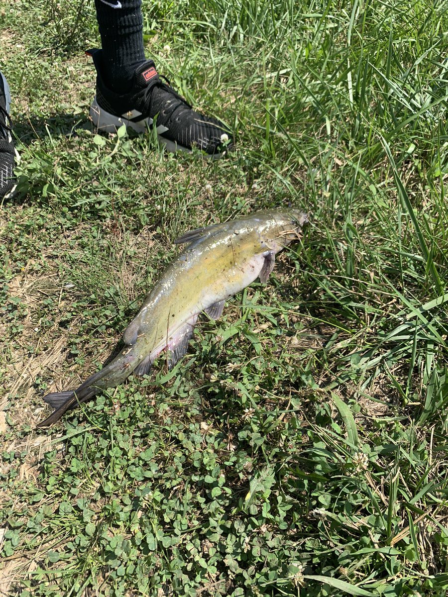 710xGM's tweet photo. got us a cat and a dogfish https://t.co/vd3qjXC88N