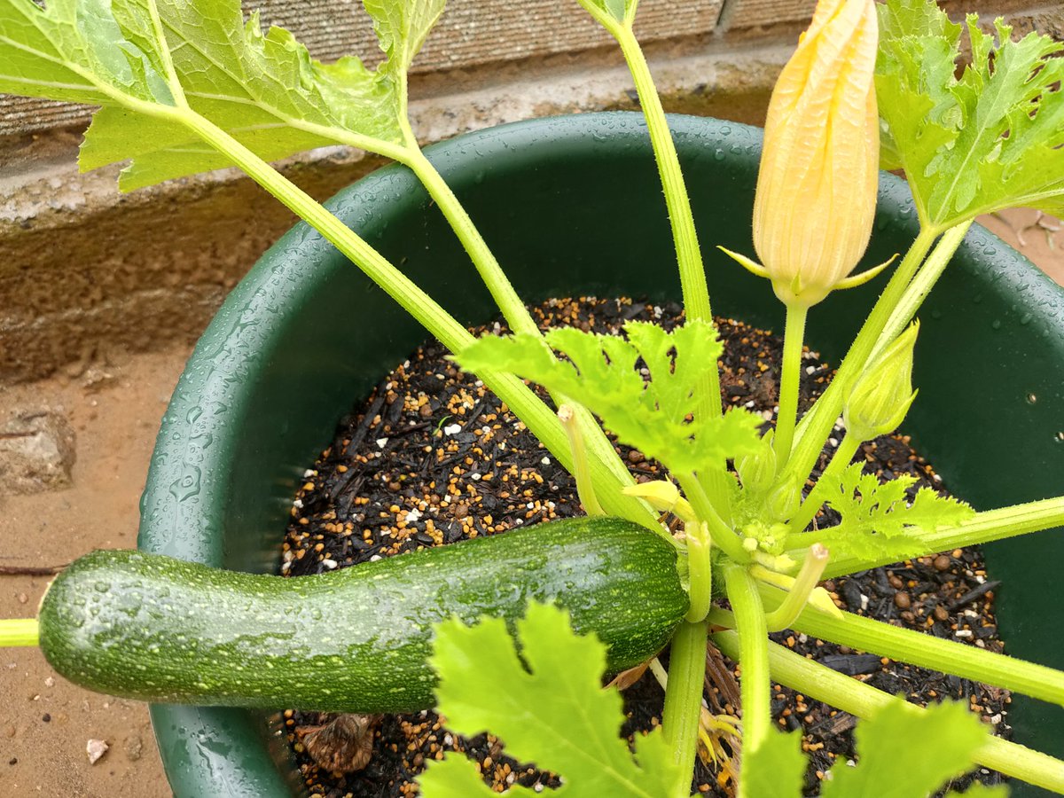 Gontan プランターにズッキーニ1株だけ植えてみたんです ようやく1本生長しました ズッキーニは人の手で受粉してやらなきゃいけないので 1株じゃ難しいって 後から知ったのです