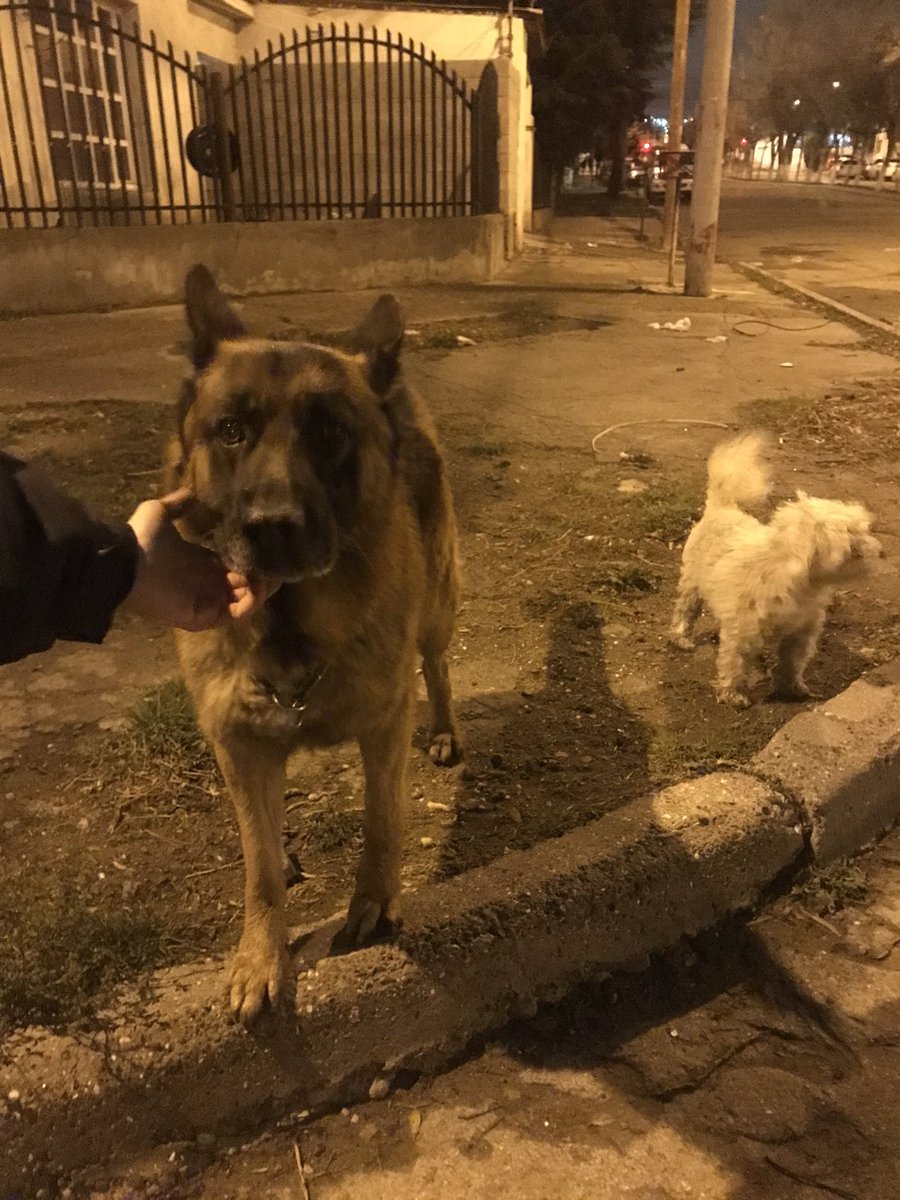 awus_tina's tweet photo. por favor compartir. Andan juntos y los dos parecen desorientados, si alguien los busca estan en el Fuchs entre suipacha y salta cerca del drugstore 24.7 ☹️ https://t.co/XxCMqjrTKX