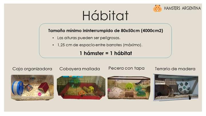 HamstersArg's tweet photo. Guía rápida actualizada 🙌

Para adopciones y consultas nos pueden escribir a la página de Facebook o por insta 🧡 https://t.co/W2ani6hlip