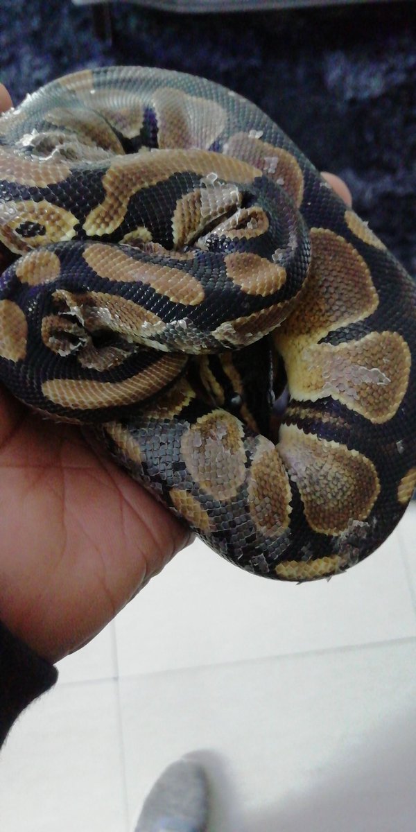 EdwardMuay's tweet photo. Encantadora pitón 🐍 #antofagasta #macota #cuarentena https://t.co/3ChuERyfFX