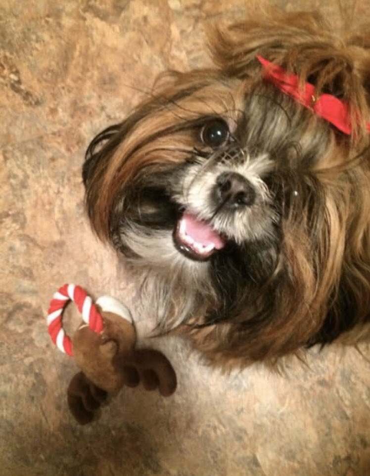 RhondaJFlanagan's tweet photo. these women in my community not only continue to stalk assault me, but abused tormented n stole my dog. extreme hatred not just for people, but Pets also. sadistic cruelty towards animals telling me they have “no feelings.” #Karen #Classism #AnimalAbuse #Dogfighting #BaitDogs https://t.co/66QYs3wQ0f