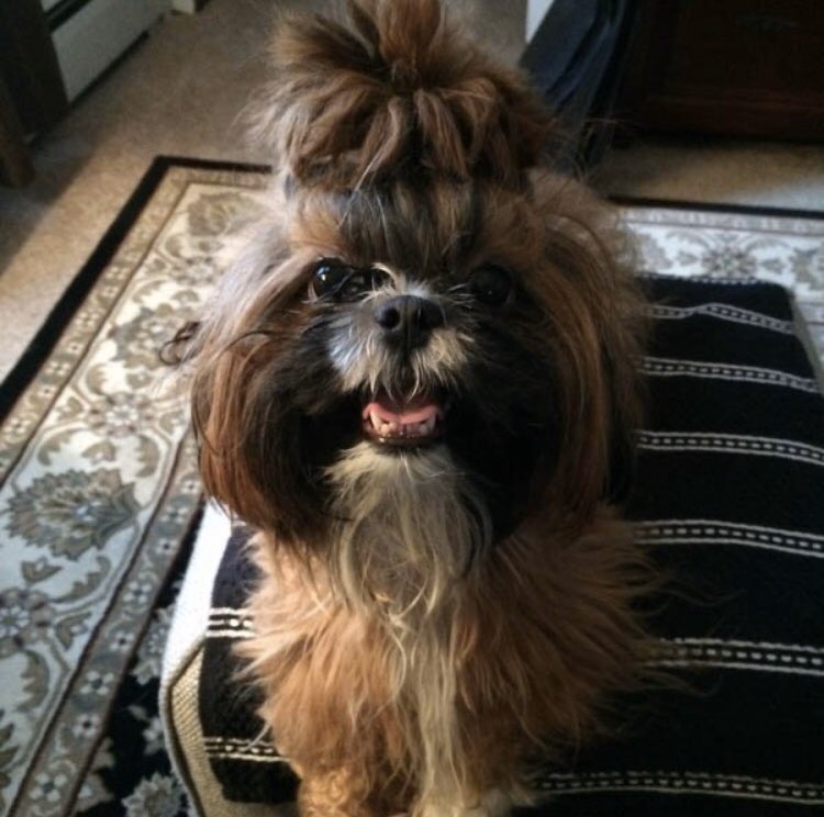 RhondaJFlanagan's tweet photo. these women in my community not only continue to stalk assault me, but abused tormented n stole my dog. extreme hatred not just for people, but Pets also. sadistic cruelty towards animals telling me they have “no feelings.” #Karen #Classism #AnimalAbuse #Dogfighting #BaitDogs https://t.co/66QYs3wQ0f