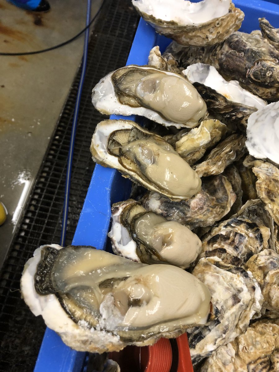 Dressy Foods Llc 公式 Dressyllc Twitter Dressy Foods Llc 公式 Dressyllc Twitter