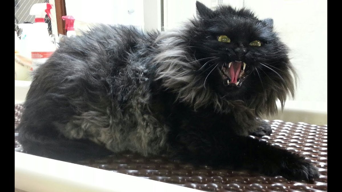 MeowMoeDotCom's tweet photo. Angry Cat Voice - Angry Cat Sounds and ...
#Cats #Cat #Kittens #Kitten #Kitty #Pets #Pet #Meow #Moe #CuteCats #CuteCat #CuteKittens #CuteKitten #MeowMoe #AngryCatMeowing #AngryCatSounds #AngryCatVoice #AngryCatVoiceSound #CatMeowingVideo
https://t.co/JarPaLa6V3 https://t.co/xSmu2HYL1R