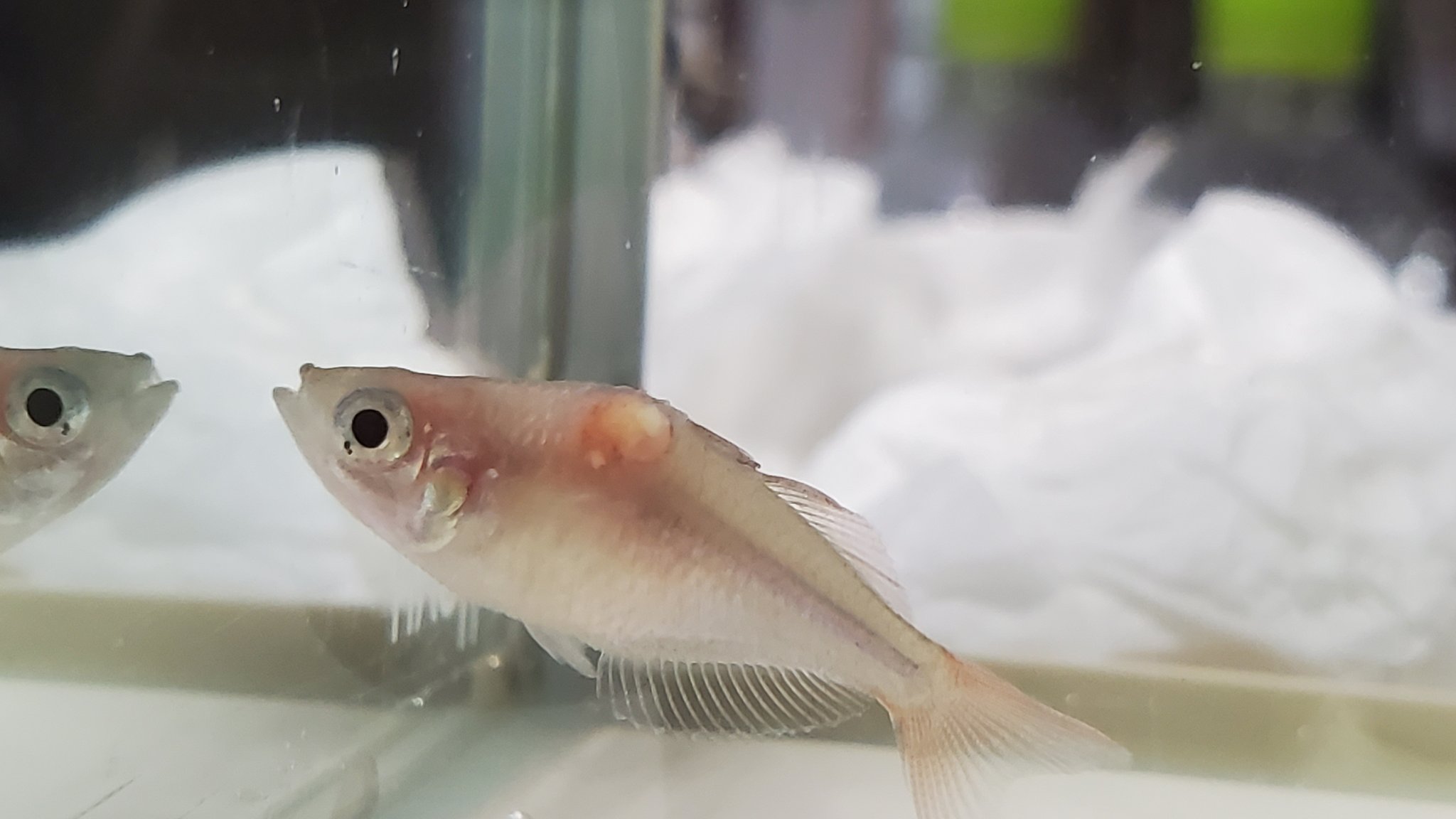 一時的アカです 熱帯魚 6i9vtety9ffbztr Twitter