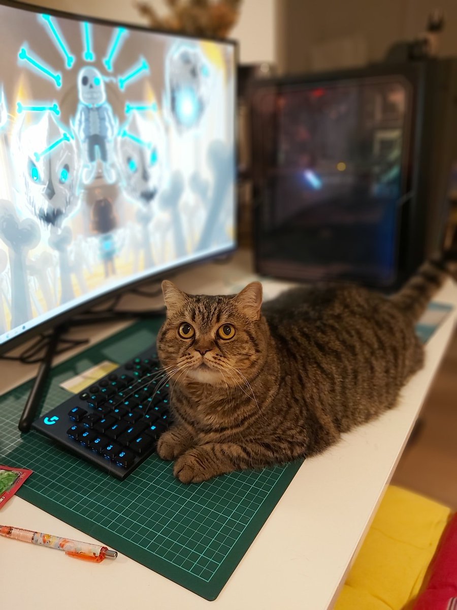 This is my new Pc setup. (Yes is gaming related) But my cat loves it and so do I. 🍎🎮
.
.
#cat #cats #CatsOfTwitter #kittycat #PetsBringUsTogether #CatsOfTheQuarantine #catlovers #cutecat #CuteAnimals #pets #pet #petsluver #CatsOnTwitter #catslife #catselfie #pets #pet #animal