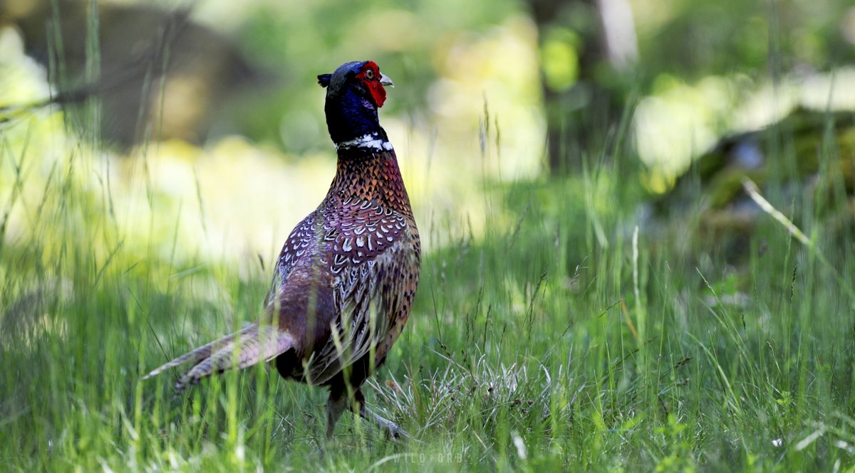 WildOrbOfficial's tweet photo. LOCATION : Sweden, Stockholm 
PHOTOGRAPHER: VasanthChakravarthy 
CAMERA: Nikon D3s
LENS: Sigma 150-600mm Contemporary 

#Pheasant #Bird #Birds #Birdlovers #Birdphotography #Quarantine #Lockdown #COVID19 https://t.co/sYAjrjJAqY