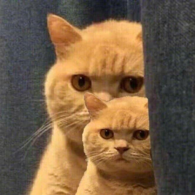 AHIOV's tweet photo. @LilyPichu Why not a cat ? https://t.co/7MaC5U15O5