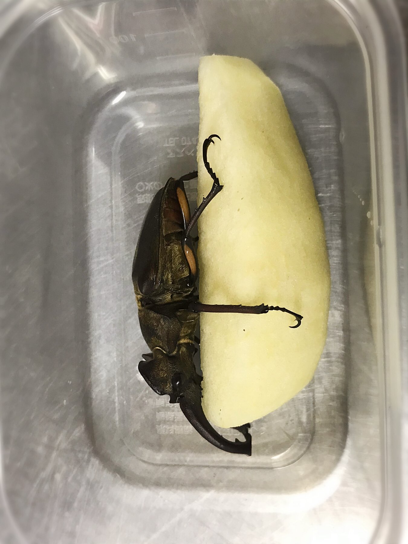 非公式 P Yamanoue 非公式 昨日はあんなにリンゴさんあげても 素っ気ない感じだったのにさっき蓋をあけてみたらめっちゃイチャイチャしてた Pyamanoue Sounkyocom 北海道 Discoverkamikawacho 甲虫 クワガタ ミヤマクワガタ 層雲峡 層雲峡