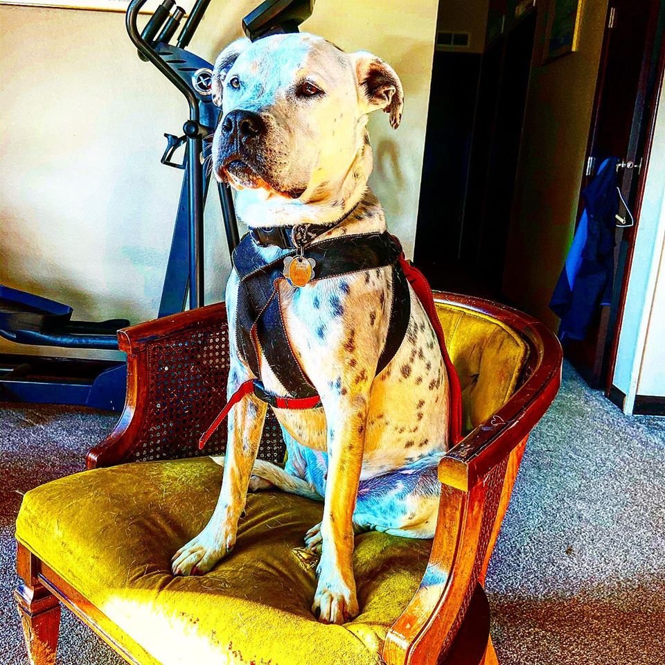 Spots2016's tweet photo. I am the Spotopotamus, king of all I survey. https://t.co/6ZZPPEemAF