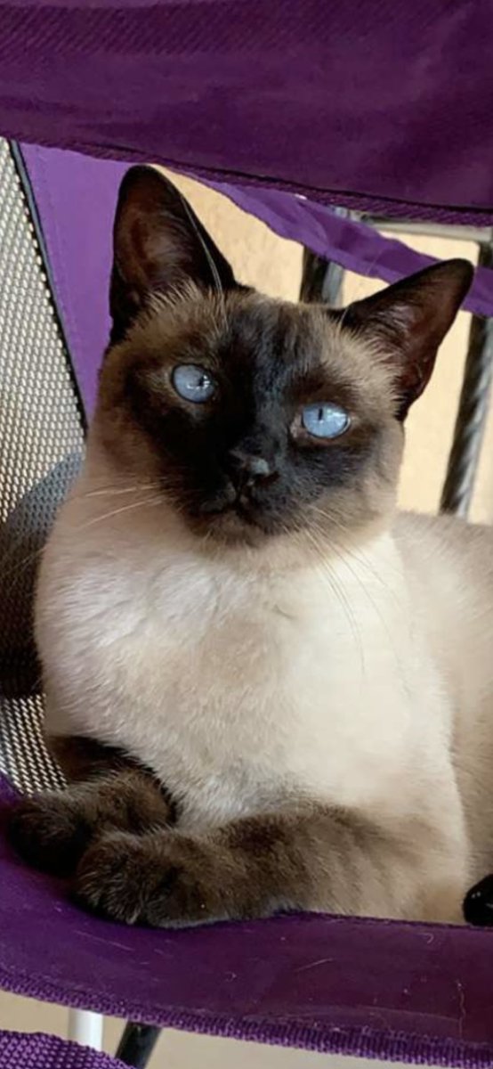 FleyeTracie's tweet photo. #CatsOnTwitter such a beautiful face! https://t.co/OBVMbN0rrV