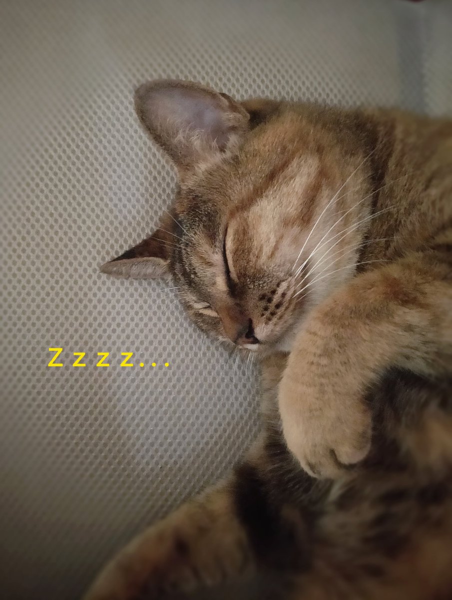 YasuTakki's tweet photo. おはよーございます!
昨晩は遅くまで土砂降りの中でずぶ濡れだったので風邪ひきそうです🤧
午後からまた忙しいので午前中はちびと一緒にゆっくりしときます。
皆様良い週末をお過ごし下さい✨
.
.
.
#写メ日記 #OPPO #r17pro #猫好き https://t.co/ues368PTeS