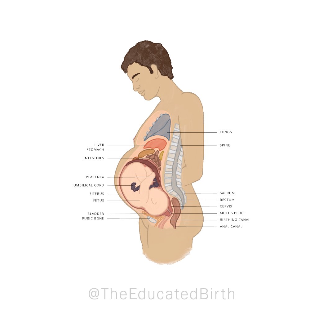 EducatedBirth's tweet photo. Anatomical imagery without any context for who a person is (and with the assumption that every body is the same) — that’s just a microscopic example of how our reproductive health education and medical systems need to grow to provide better outcomes for all of us. (Pt. 2) https://t.co/W8u7LgE19X