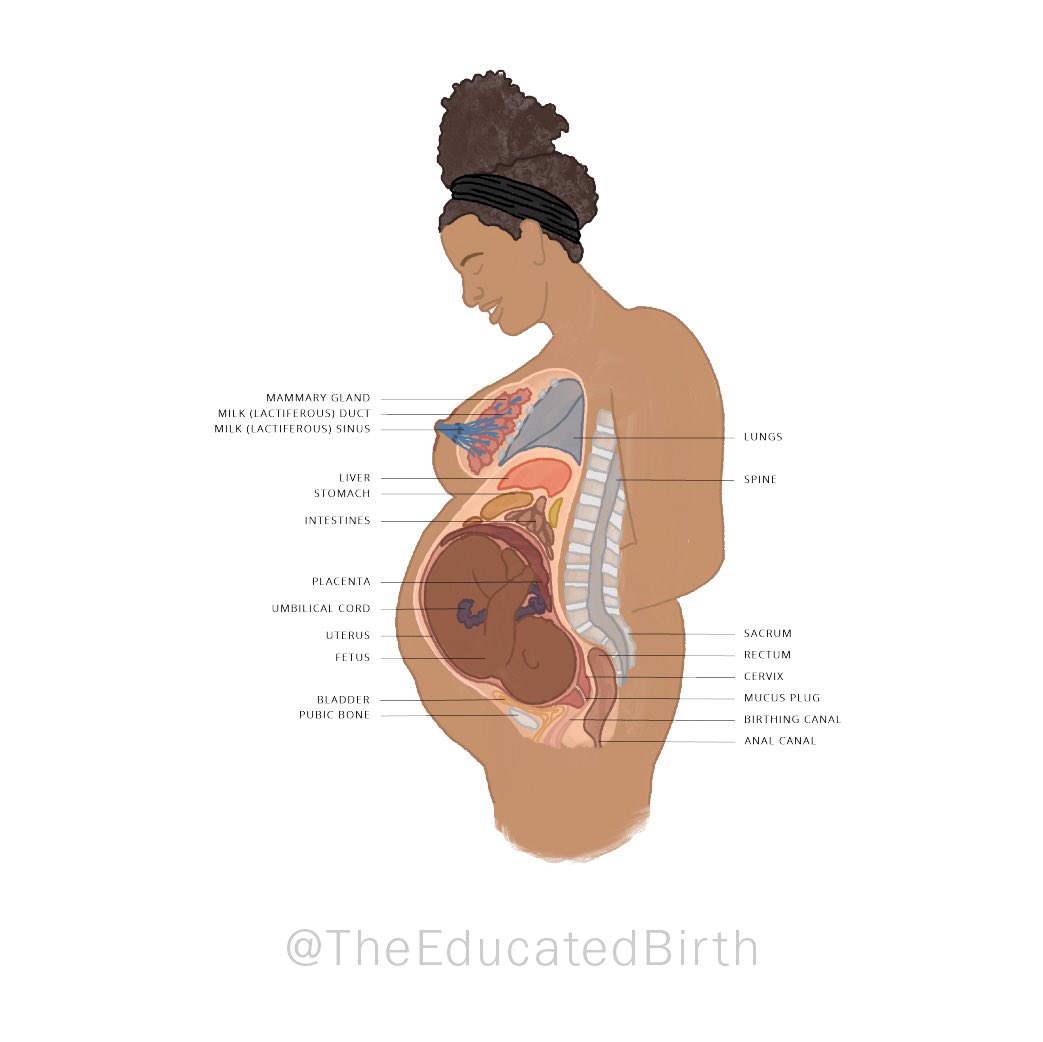 EducatedBirth's tweet photo. Anatomical imagery without any context for who a person is (and with the assumption that every body is the same) — that’s just a microscopic example of how our reproductive health education and medical systems need to grow to provide better outcomes for all of us. (Pt. 2) https://t.co/W8u7LgE19X