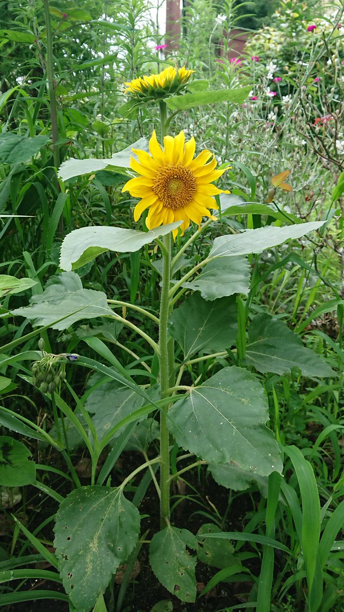 酒上小琴 サケノウエノコゴト A Twitter 切り花に使用する 矮性ひまわり は花粉が出ない 種を生じないなど品種改良をされているので 普通の ひまわりとは違う特性があるかもしれません