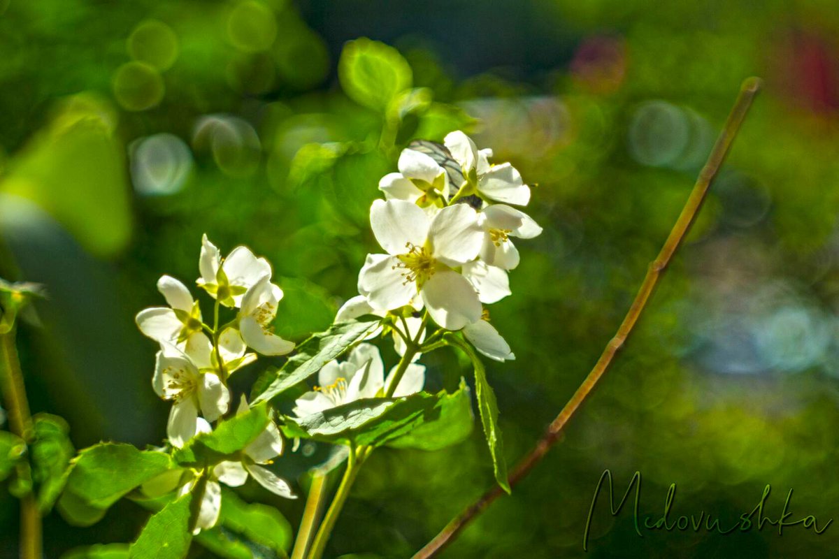 Medovushka131's tweet photo. #жасмин #гелиос44_2 #советскаяоптика #мануальнаяоптика #jasmine #helios44_2 #medovushka_flowers #flowers_mania #flowers_brilliance #flowers_world #flowers_super_pics #flowers_shots #bokeh_kings #beautiful_flowers #beautiful_bokeh #beautiful_shots
https://t.co/dOlJY2GVuU https://t.co/JZnBDtXX3F