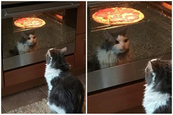 🎄Gatitos que curan tu depresión 🎄 (@gatitos_qctd) on Twitter photo 